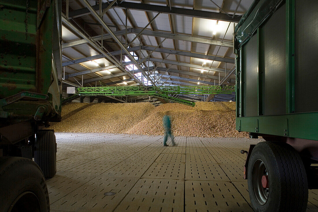 unlaoding onions Uetze-Dollbergen, warehouse, Uetze-Dollbergen, Lower Saxony, northern Germany