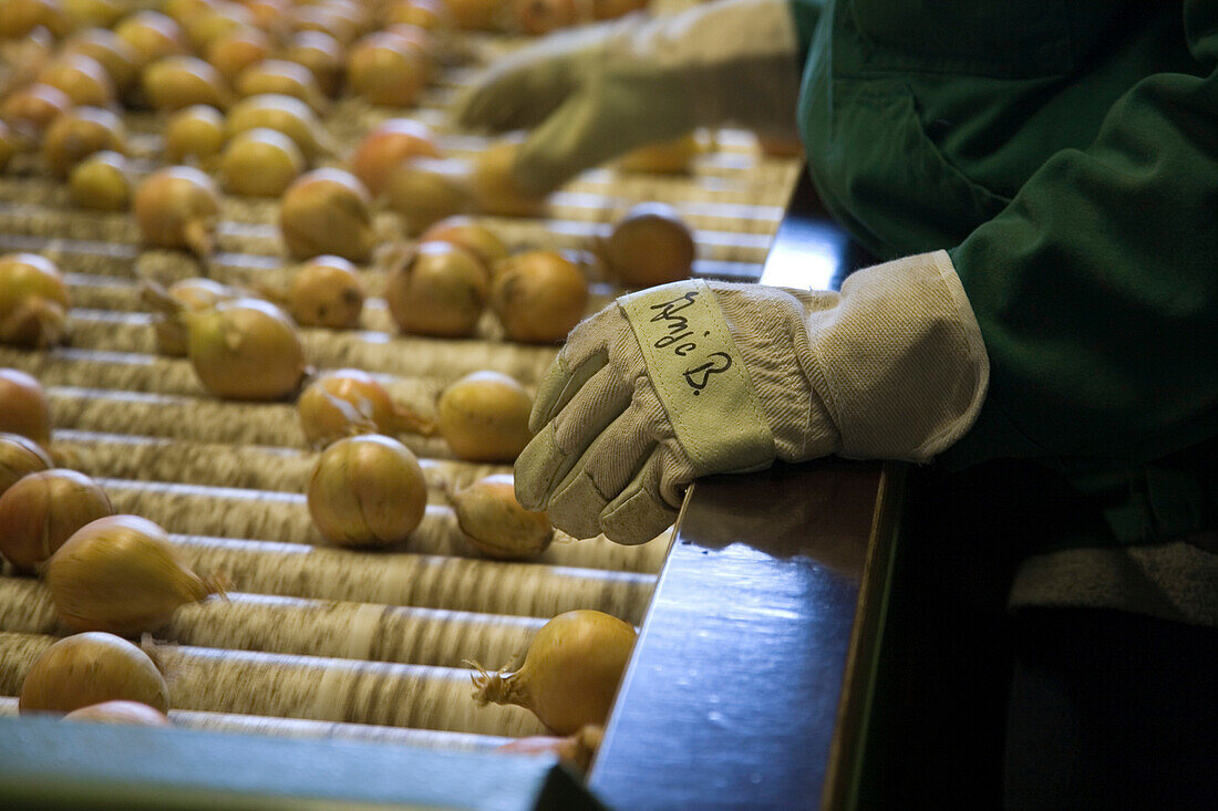 Zwiebeln werden auf dem Förderband auf Qualität sortiert, Handschuh, Zentrallager Uetze-Dollbergen, Halle, Arbeiterinnen