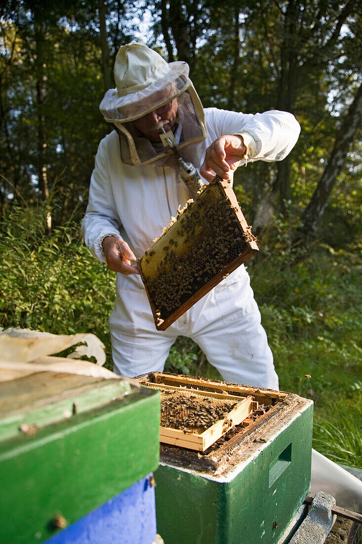 beekeeper, with smoke pipe, harvests honey from hives, Lower Saxony, Germany