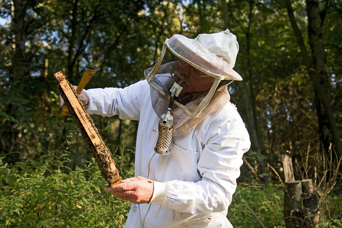 beekeeper, with smoke pipe, harvests honey from hives, Lower Saxony, Germany