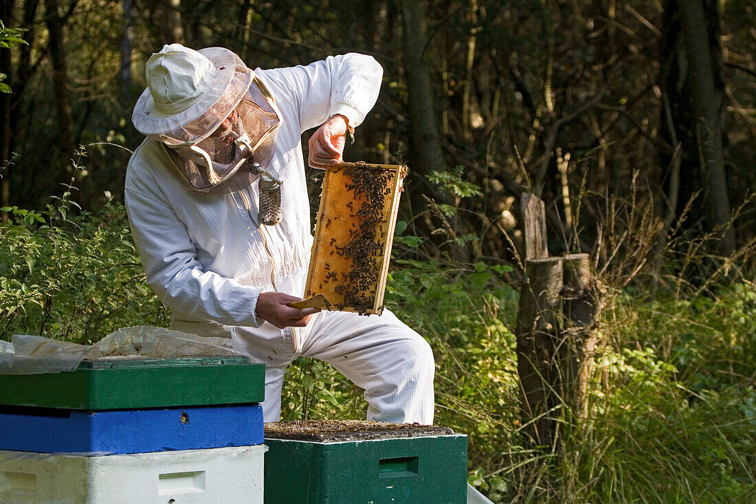 beekeeper, with smoke pipe, harvests honey from hives, Lower Saxony, Germany
