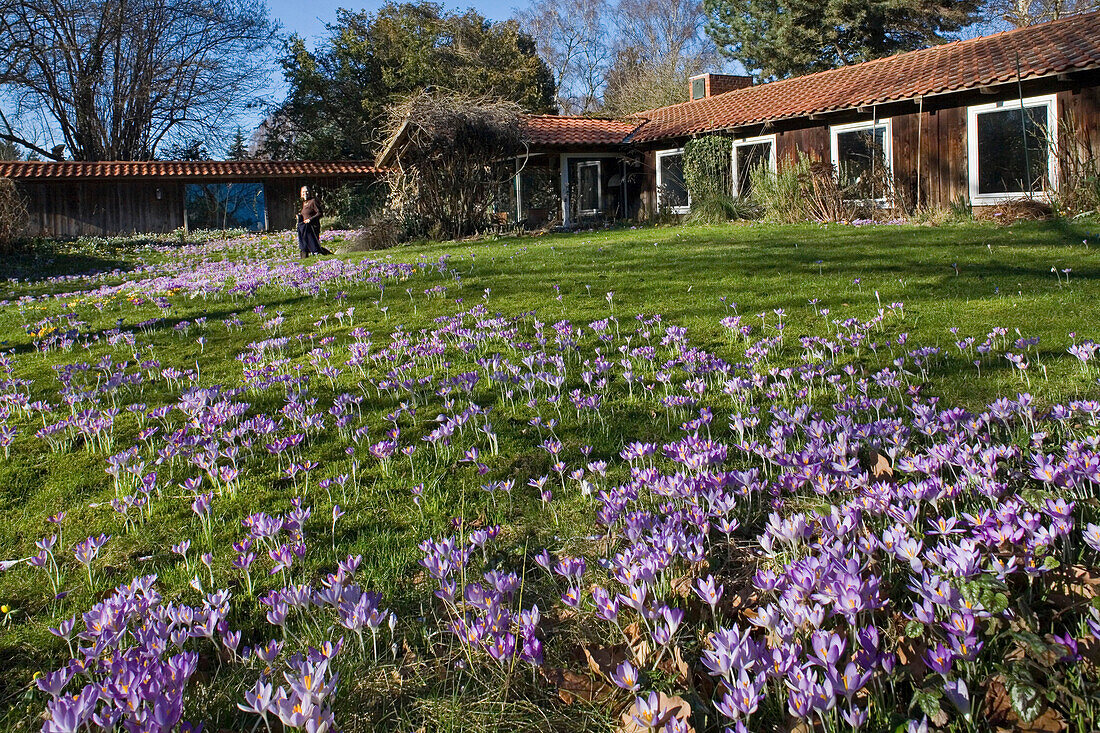 Krokusblüte im Wohngarten, Rasen, Holzhaus