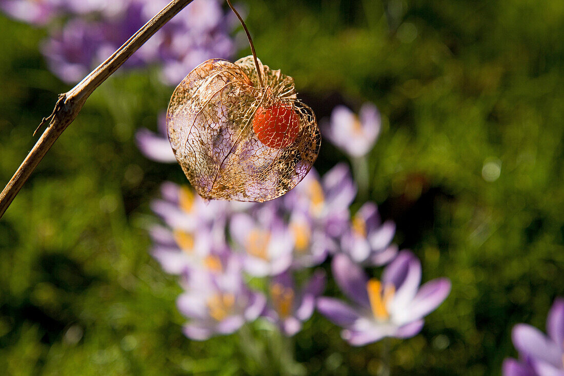 Crocus flowers and dried out physalis fruit, papercasing