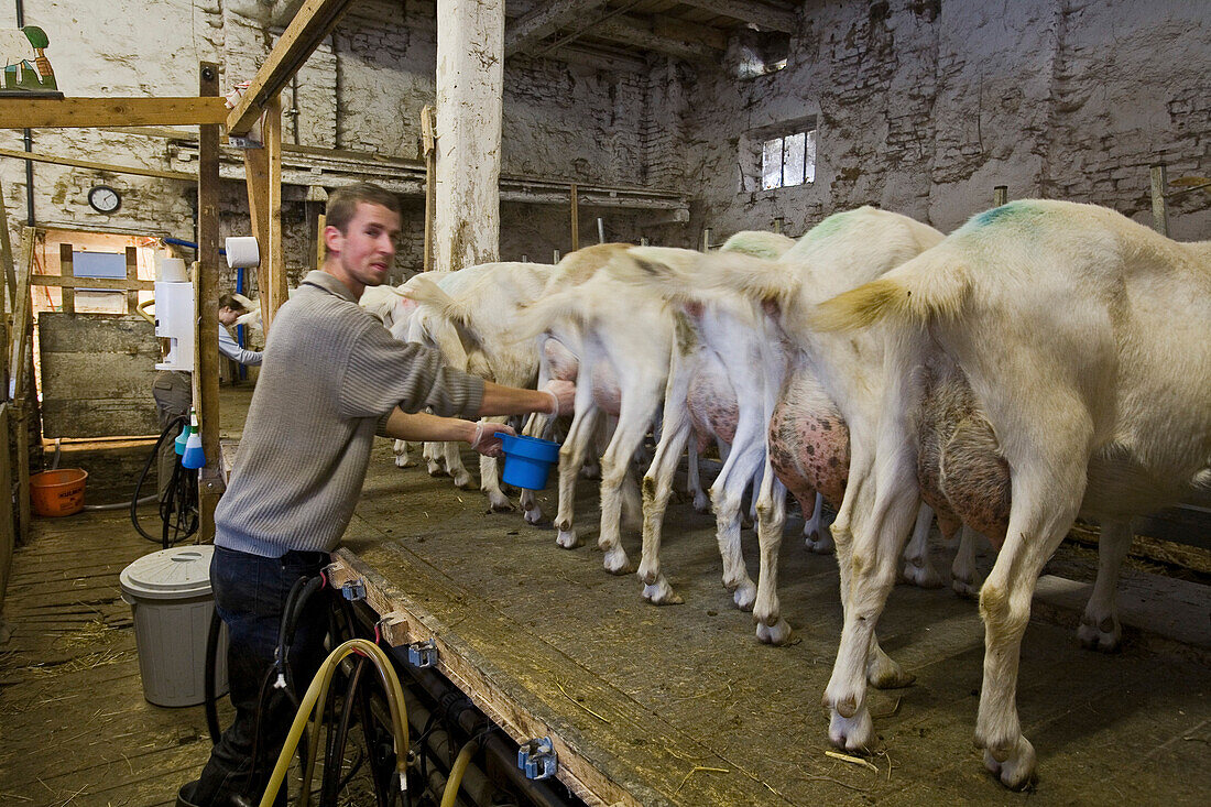 milking goats by hand, Adolphshof farm, Lower Saxony, Germnany