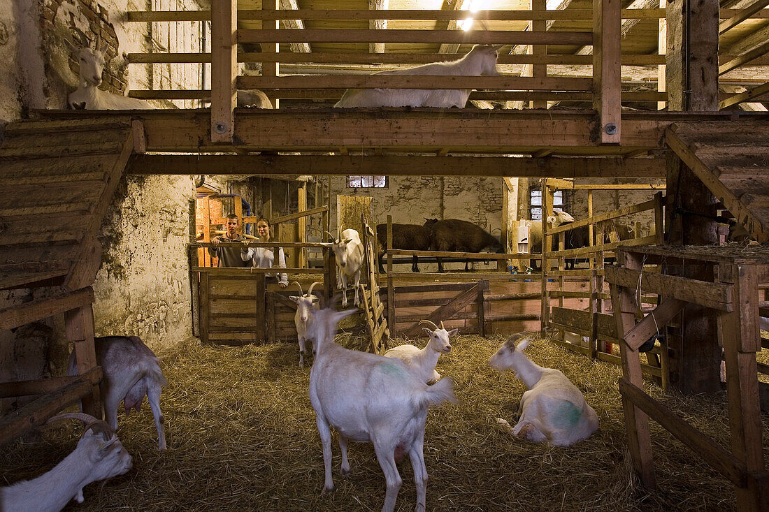 goats in barn, Adolphshof near Lehrte, Lower Saxony, Germany
