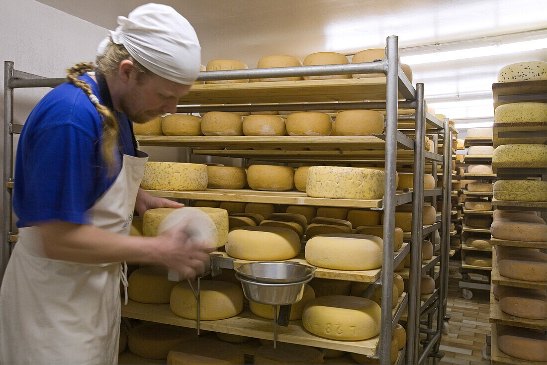 Käselager in der Käserei auf dem Gut Adolphshof bei Lehrte-Hämelerwald, Mitarbeiter überpüft die Käselaiber, Regale gefüllt mit Käse