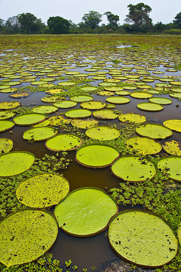 Water Lilies (Victoria amazonica), Pantanal Matogrossense National Park. Mato Grosso, Brasilien