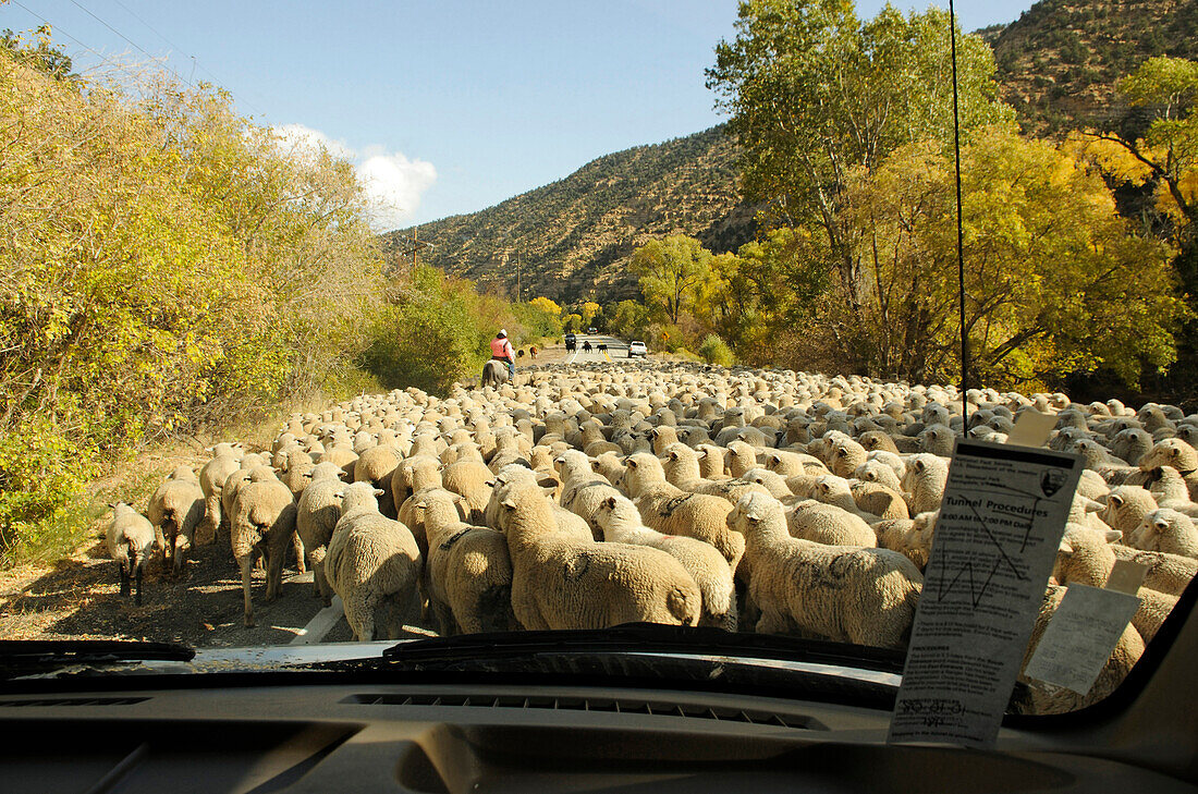 Schafherde versperrt Weg, Panguitch, Utah, USA