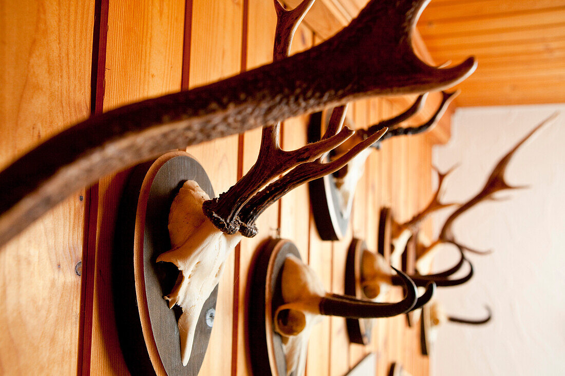 Antlers and horns of deer on a wooden wall, Switzerland.