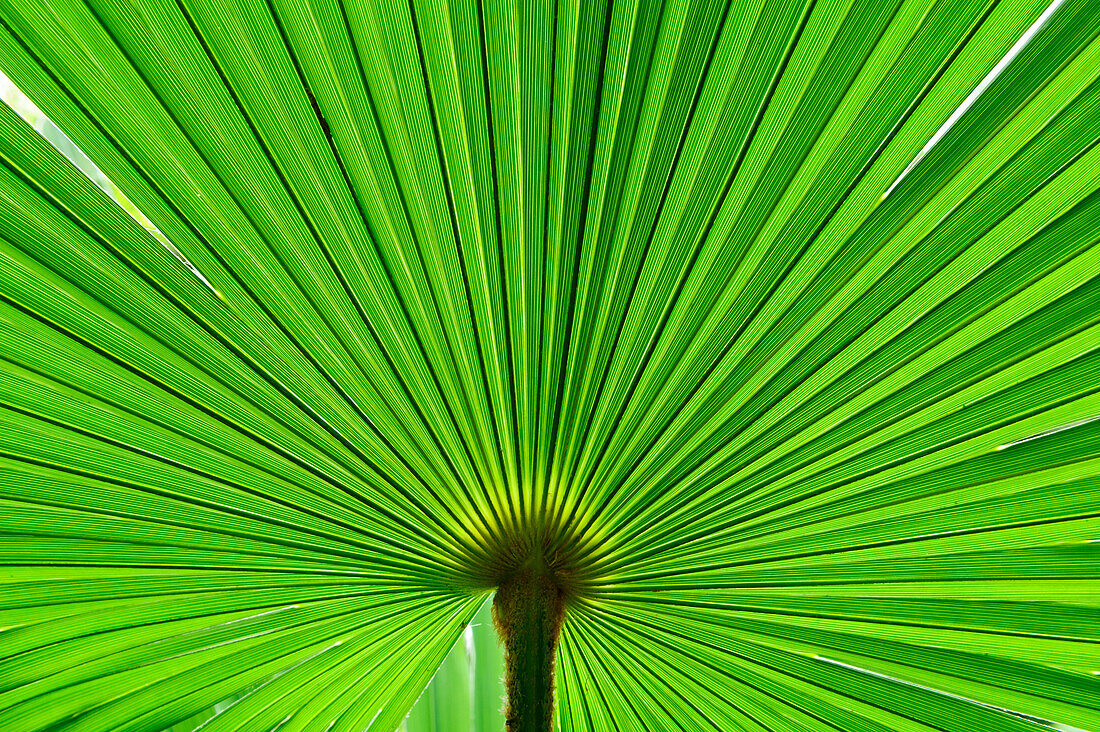 Palm leaf, Lake Como, Lombardy, Italy