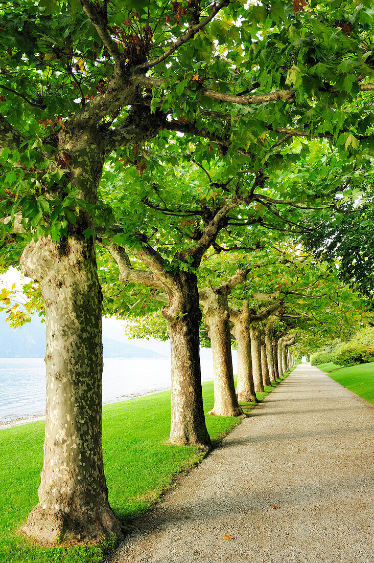 Alley of plane trees, Lake Como, Lombardy, Italy