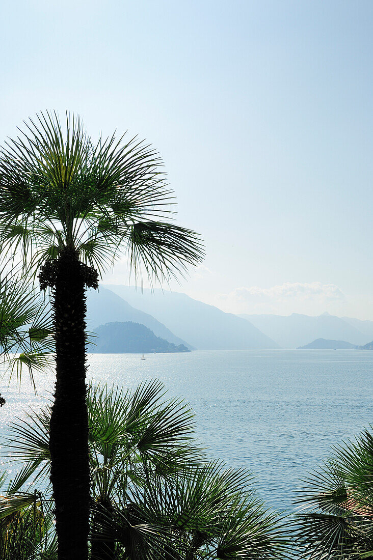 Palmen am Comer See, Lombardei, Italien