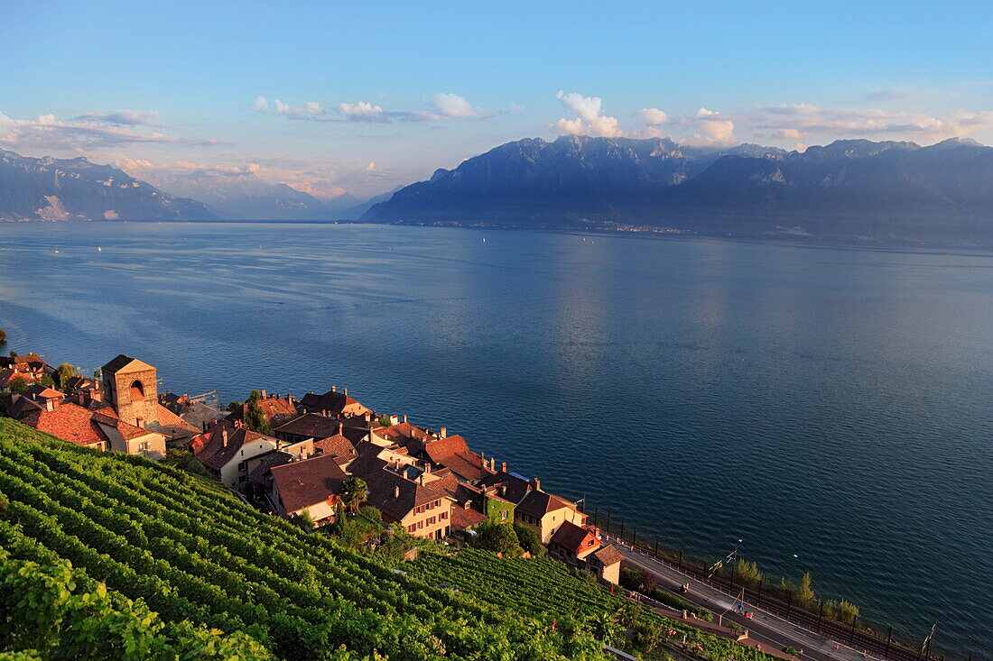 Blick über Weinberge und Saint Saphorin zum Genfersee, Kanton Waadt, Schweiz