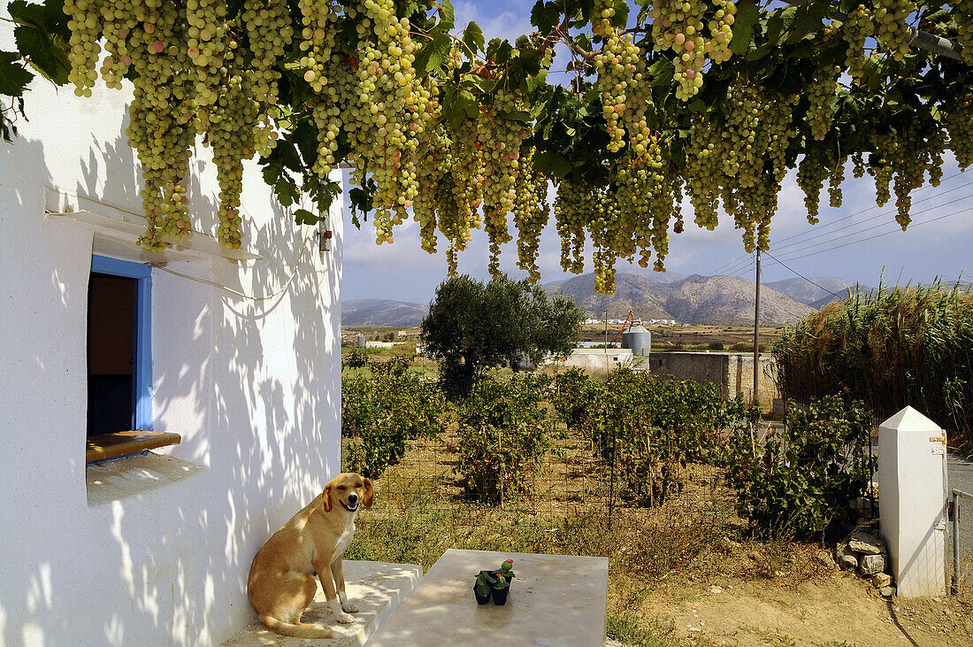 Weinfeld und Weintrauben über einer Veranda, Insel Naxos, Kykladen, Griechenland, Europa