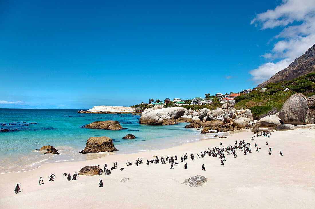 Colony of african penguins on Boulders Beach, Cape Town, Cape Peninsula, Western Cape, South Africa, Africa