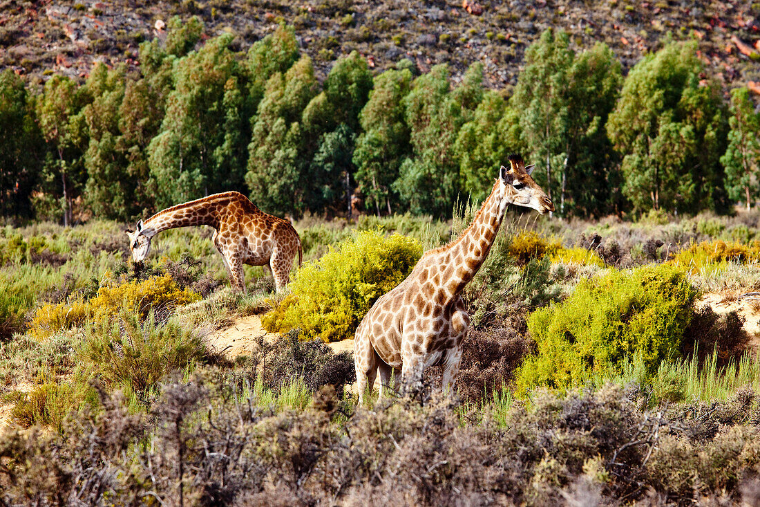 Zwei Giraffen, Safari, Aquila Lodge, Kapstadt, Western Cape, Südafrika, Afrika