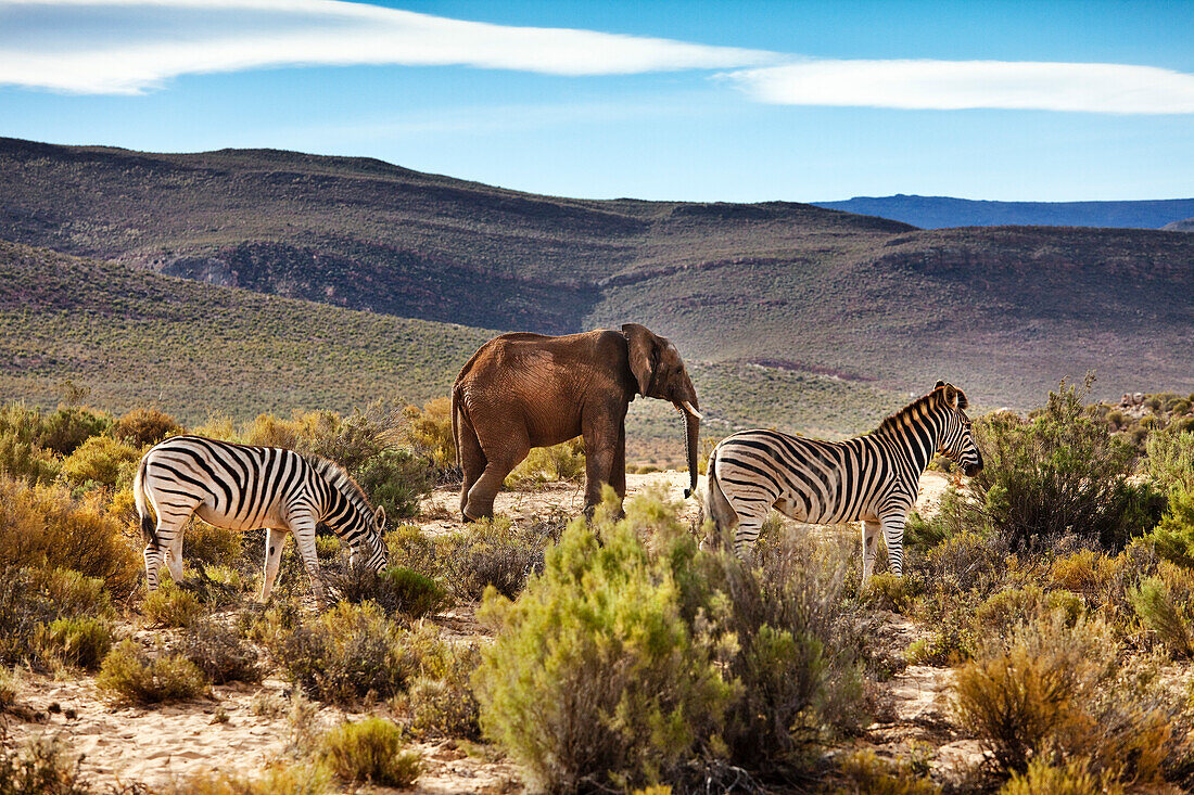 Two Zebras and an elephant, Safari, Aquila Lodge, Cape Town, Western Cape, South Afrika, Africa