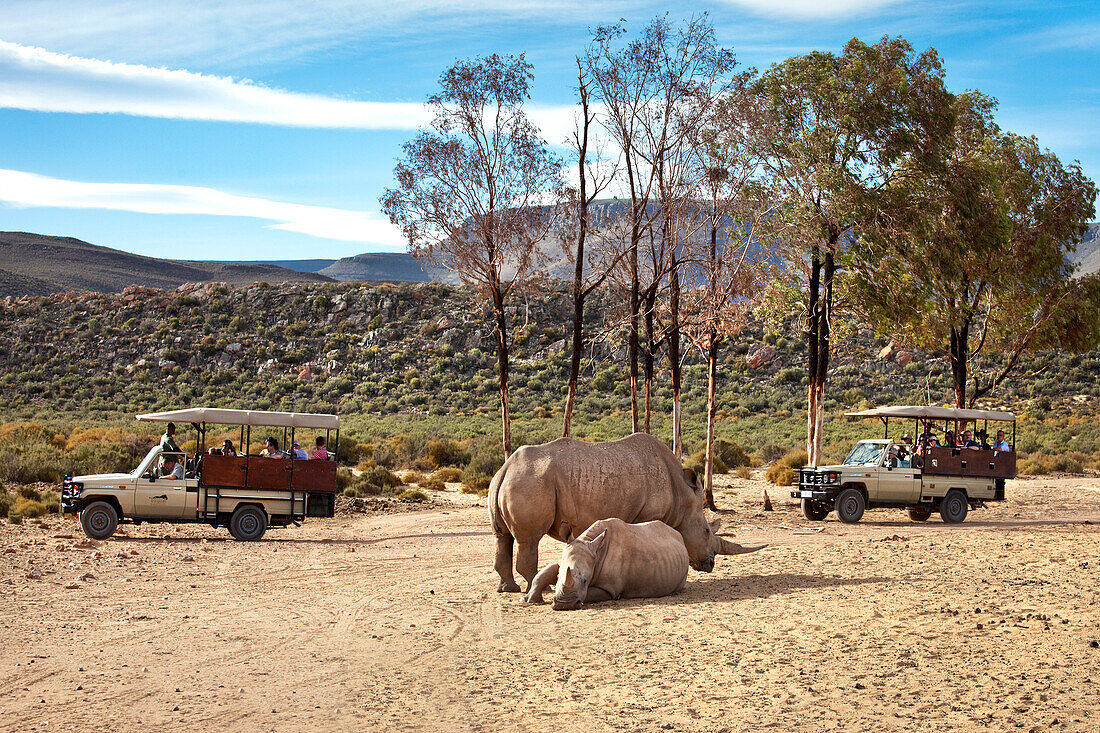 Safari Touristen betrachten zwei Nashörner, Aquila Lodge, Kapstadt, Western Cape, Südafrika, Afrika