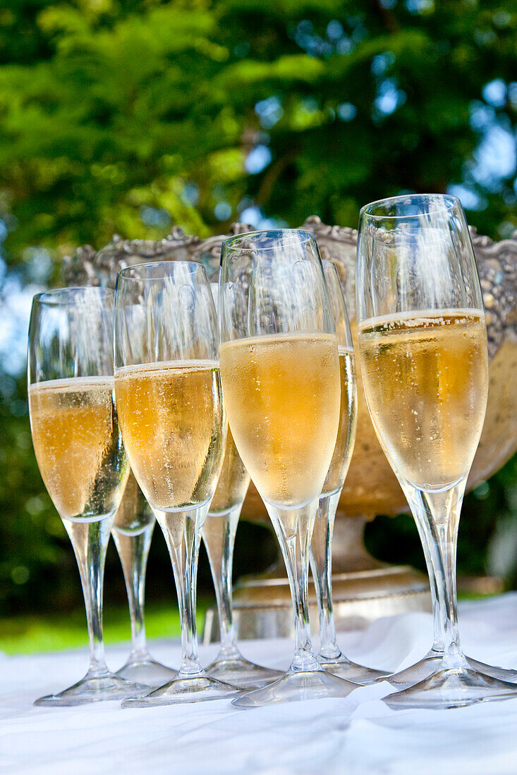 Champagner, Weingut Palmiet Valley, Paarl, Kapstadt, Western Cape, Südafrika, Afrika