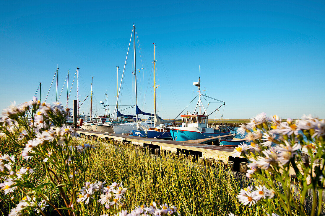 Boote im Hafen, Tümlauer-Koog, Schleswig-Holstein, Deutschland