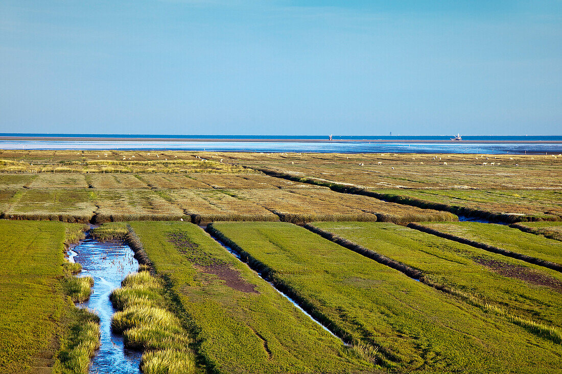 Salt marsh, Westerhever, Schleswig-Holstein, Germany