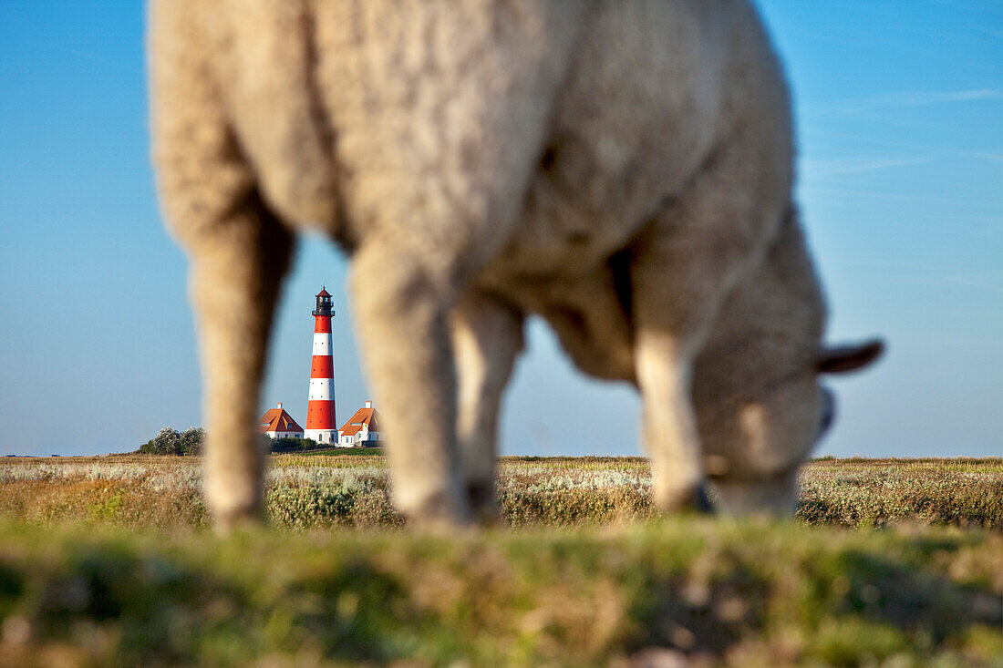 Schaf grast beim Leuchtturm Westerheversand, Westerhever, Schleswig-Holstein, Deutschland