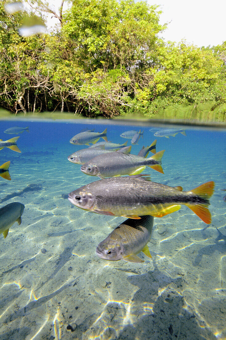 Characins or Piraputangas,  Brycon hilarii,  Balneario Municipal,  Bonito,  Mato Grosso do Sul,  Brazil