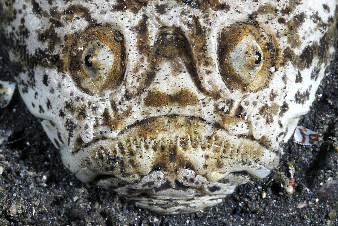 Whitemargin Stargazer (Uranoscopus sulphureus). Lembeh Strait,  Celebes Sea,  North Sulawesi,  Indonesia.