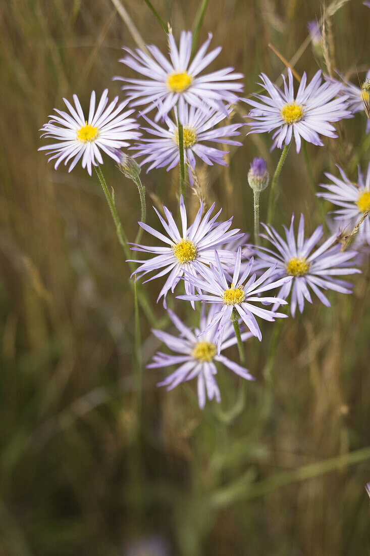 0604101 Foothill Daisy blossoms detail Erigeron corymbosus Lincoln Co, Wilson Cr BLM,  WA © Mark Turner