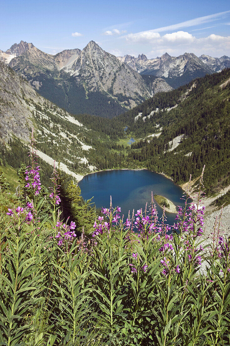 0608752 Lake Ann in glacial cirque w/ Whistler Mtn on left skyline,  Liberty Bell bkgnd,  Fireweed fgnd view east fr near Maple Pass Chamerion angustifolium Epilobium angustifolium N Cascades NP,  Maple Pass Tr,  WA © Mark Turner