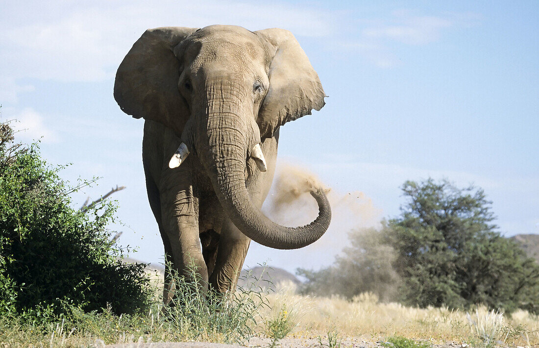 Desert Elephants from Namibia