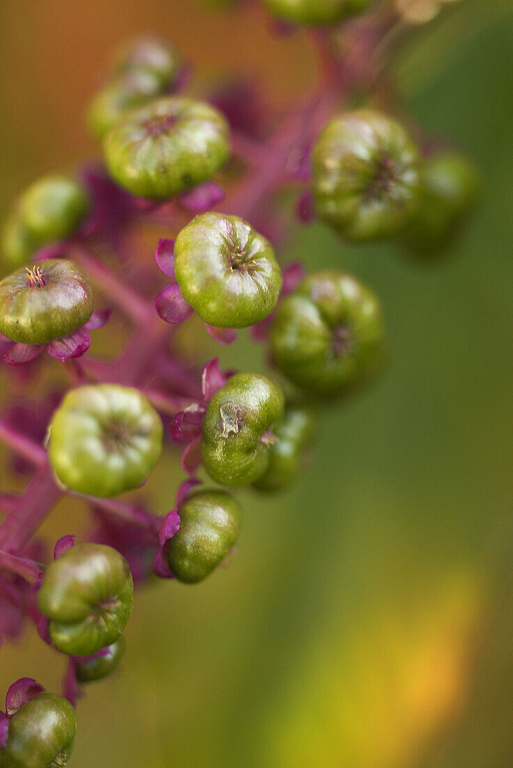 Phytolacca Americana (Phytolaccaceae)