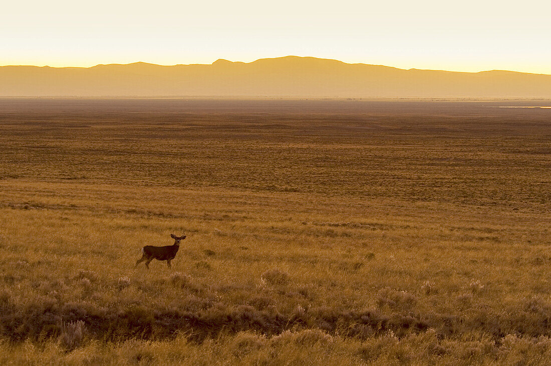 USA,  Colarado,  Great Sand Dunes National Park and Reserve,  Mule Deer Odocoileus hemionus