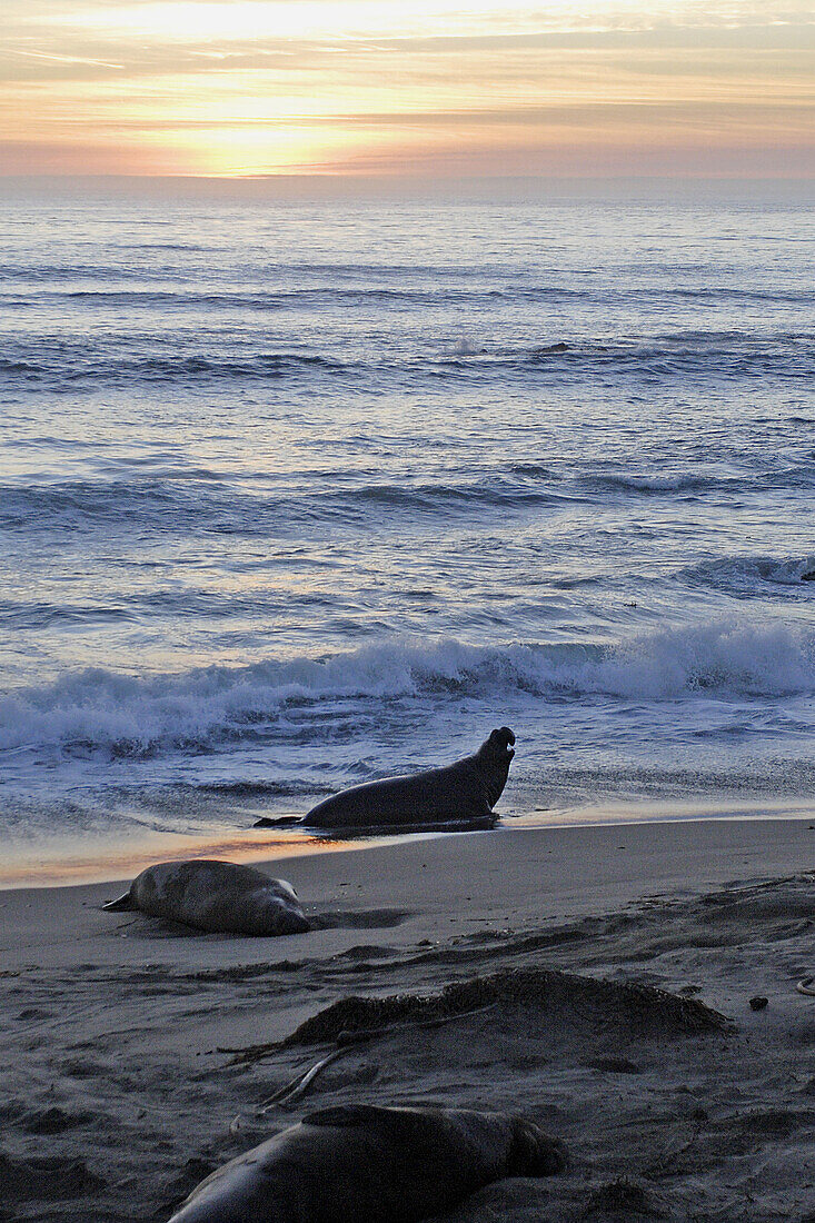 An elephant seal along the California coast on the beach shore
