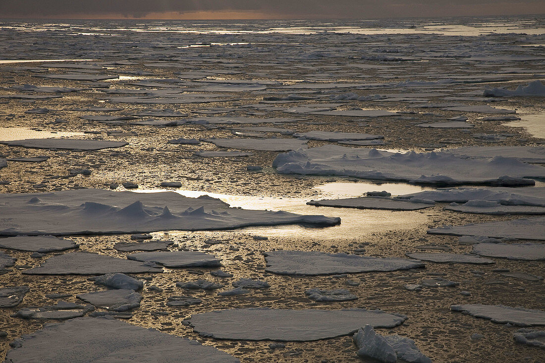 Pack ice at sunset,  near Mertz Glacier,  Southern Ocean,  East Antarctica