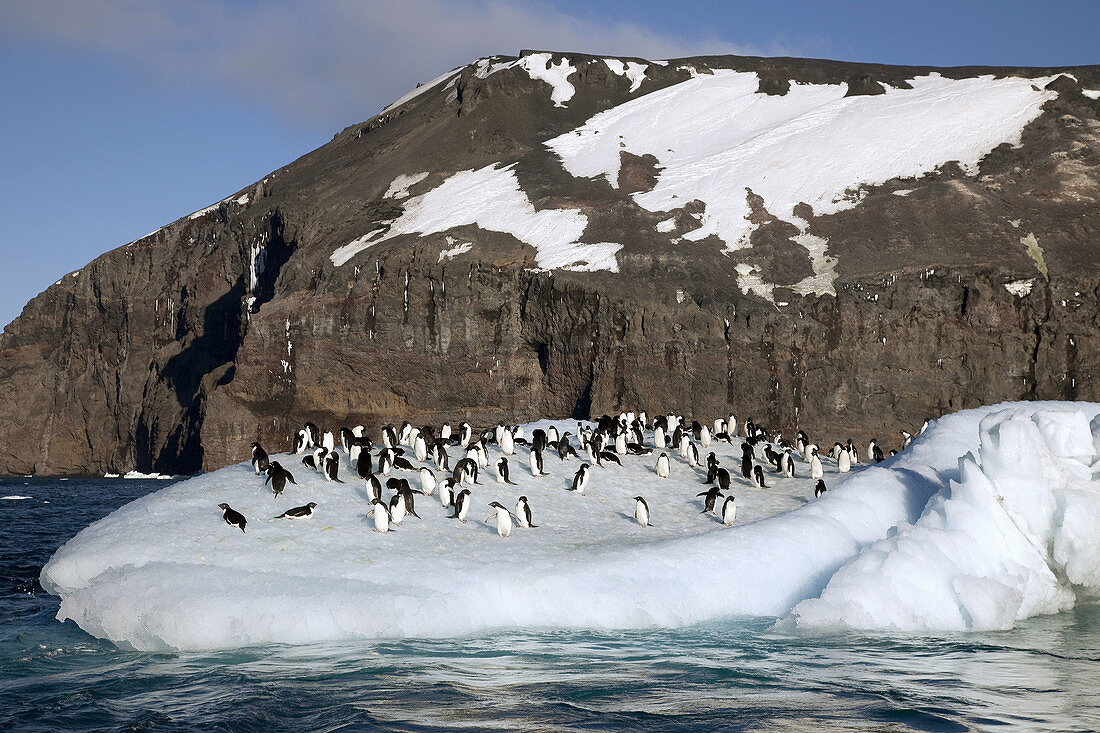 Adelie penguins ride small iceberg off Cape Adare,  North Victoria Land