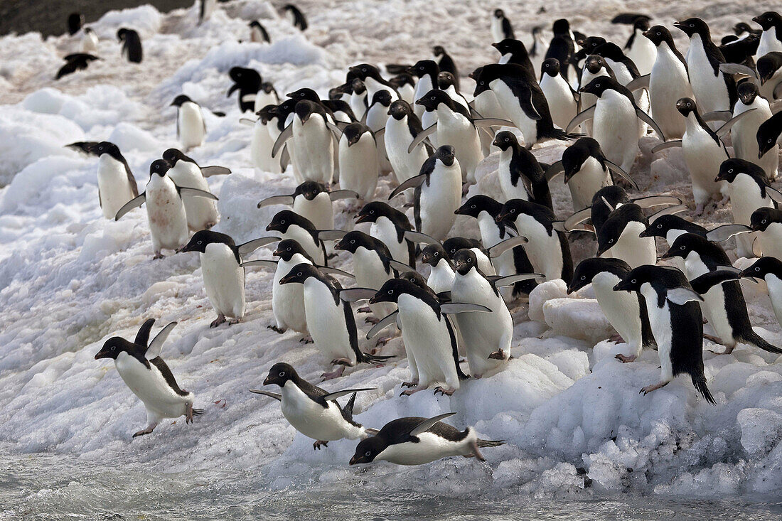 Adelie penguins diving off beach,  Possession Islands,  northen Ross Sea