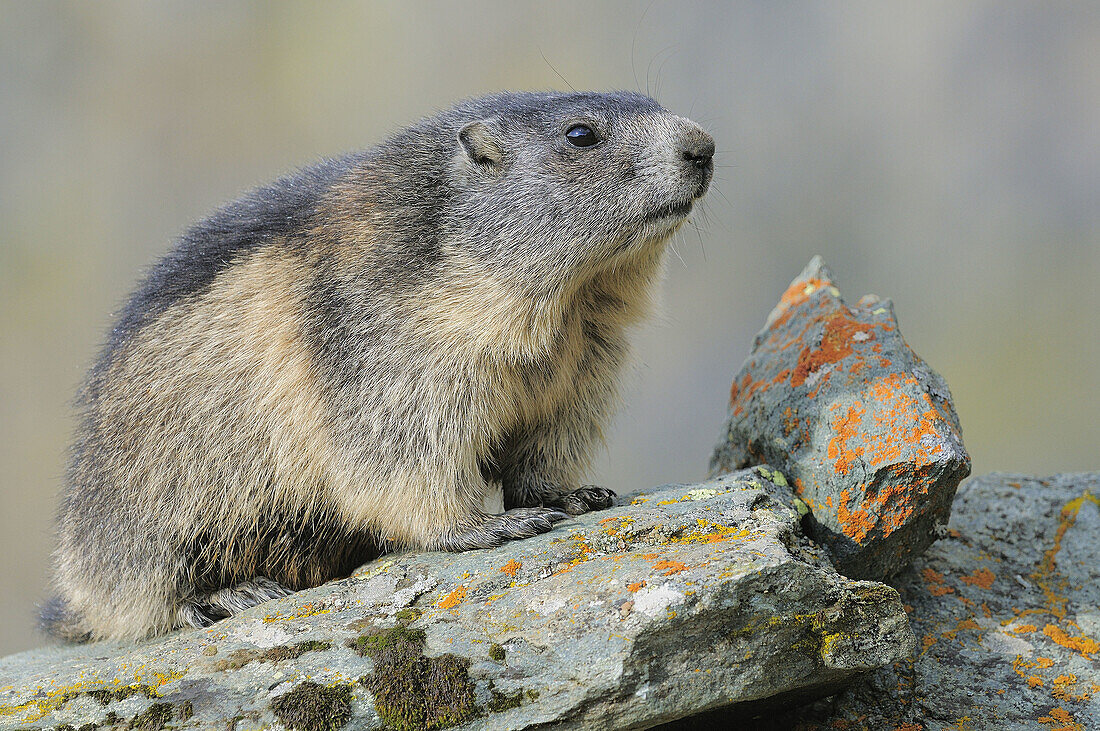 Alpine Marmot (Marmota marmota),  young. Großglockner,  Austrian Alps.