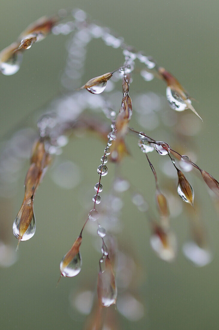 Grass with dew drops. Niederhorn,  Switzerland.