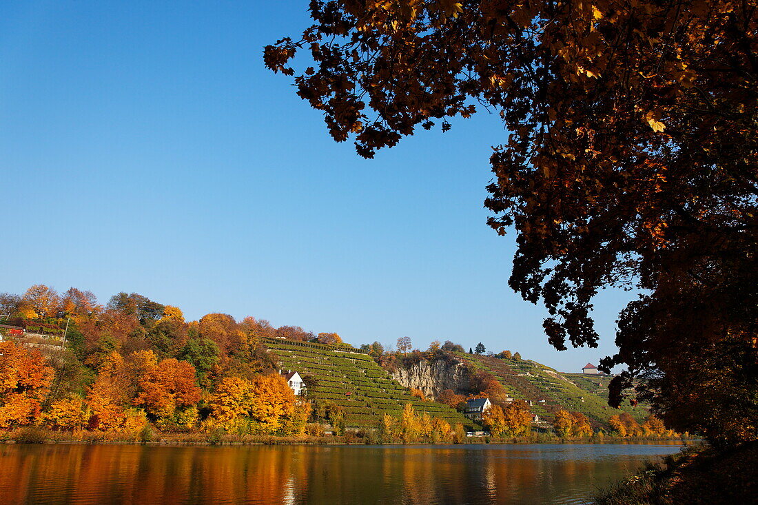 Vineyards along river Neckar, Munster-Stuttgart, Baden-Wurttemberg, Germany