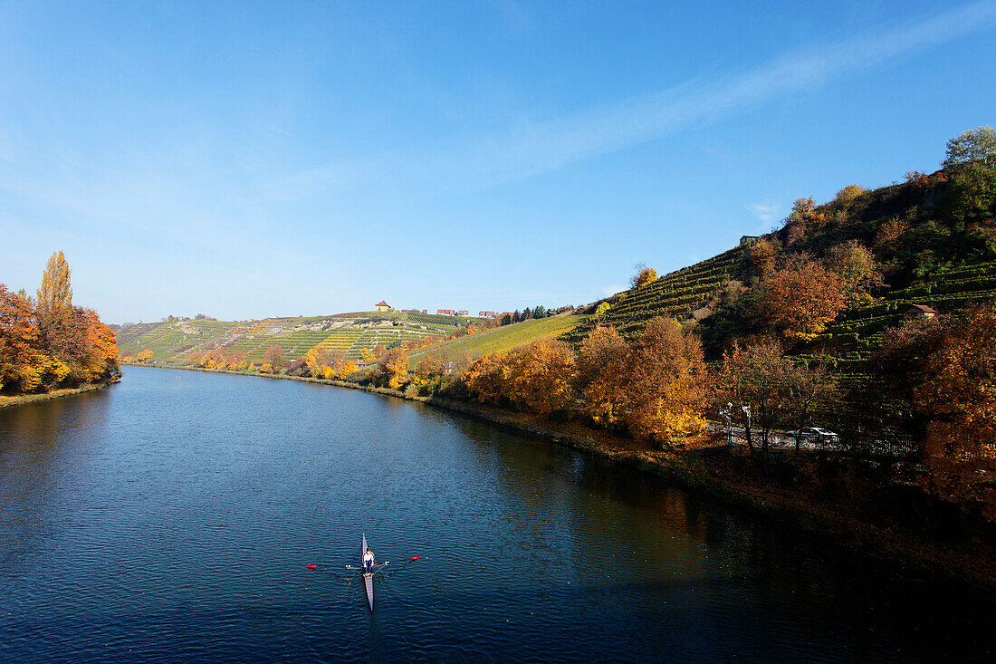 Vineyards along the Neckar river, Munster-Stuttgart, Baden-Wurttemberg, Germany