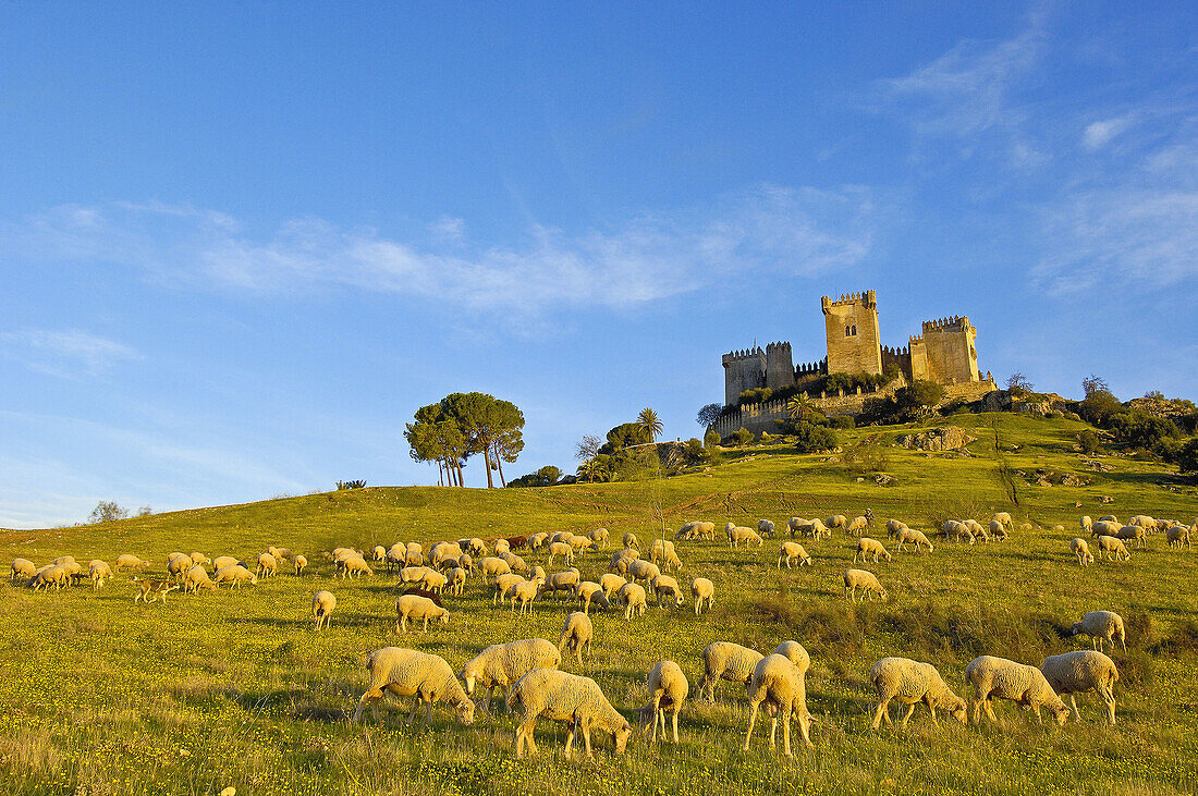 Castle of Almodóvar del Río Córdoba province,  Andalusia Spain