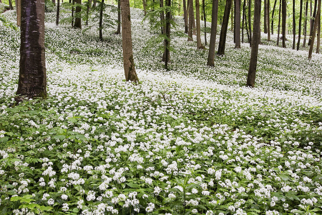 Beech tree forest Deciduous forest with Ramsons Allium ursinum - Bavaria / Germany