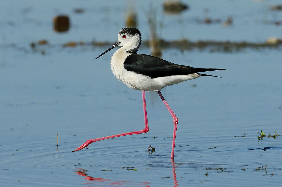 Black-winged Stilt (Himantopus himantopus) in Jabalon reservoir. Ciudad Real province,  Castilla-La Mancha,  Spain