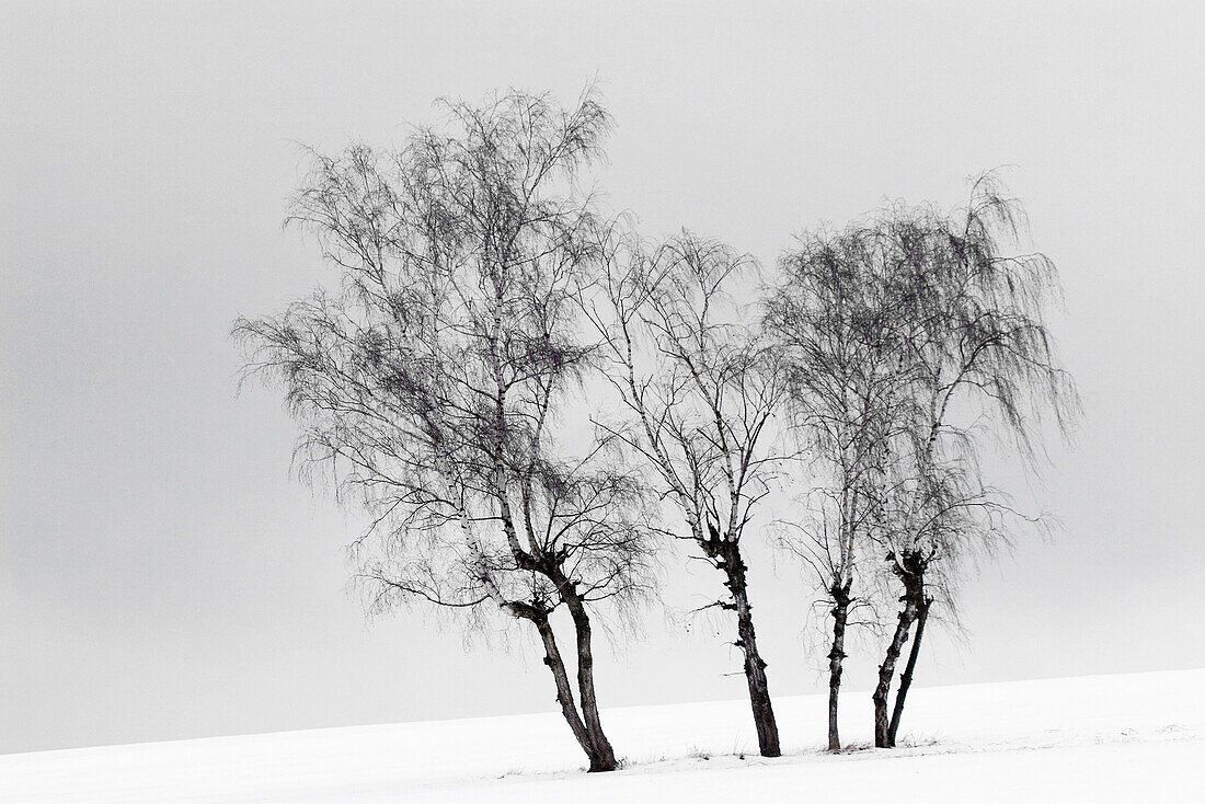 Clump of birches in stormy wind on snow covered ground - Franconia,  Bavaria / Germany