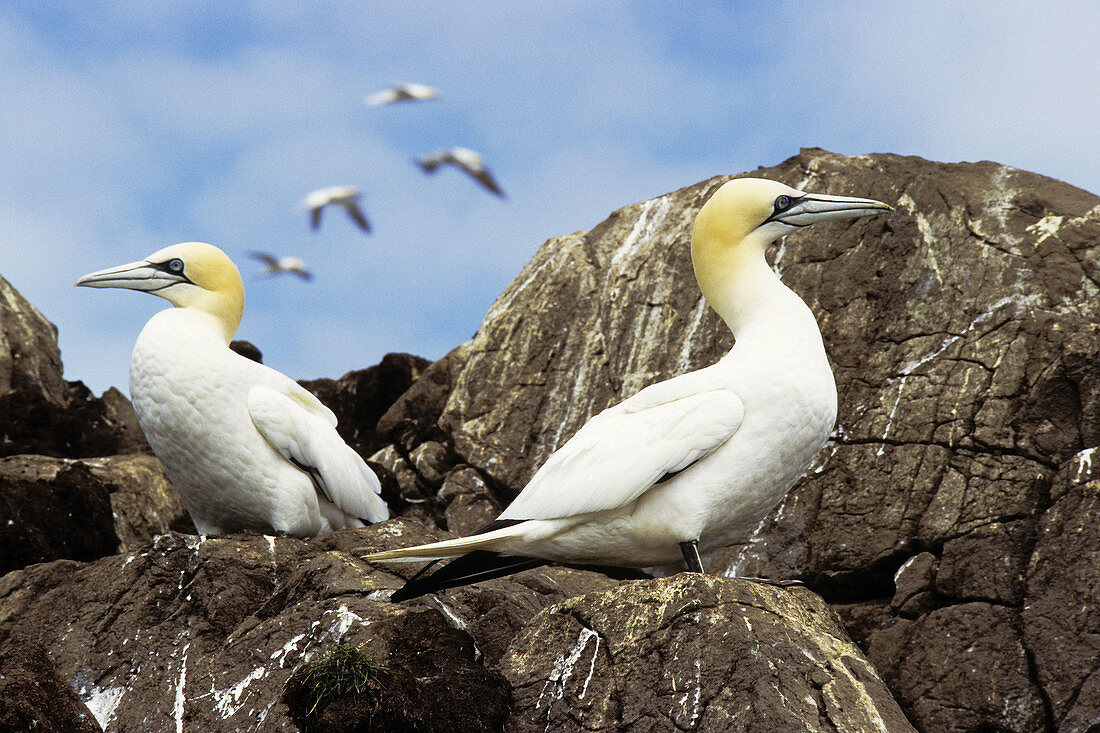 Gannets Sula bassana in breeding season on Bass Rock - North Berwick/Scotland