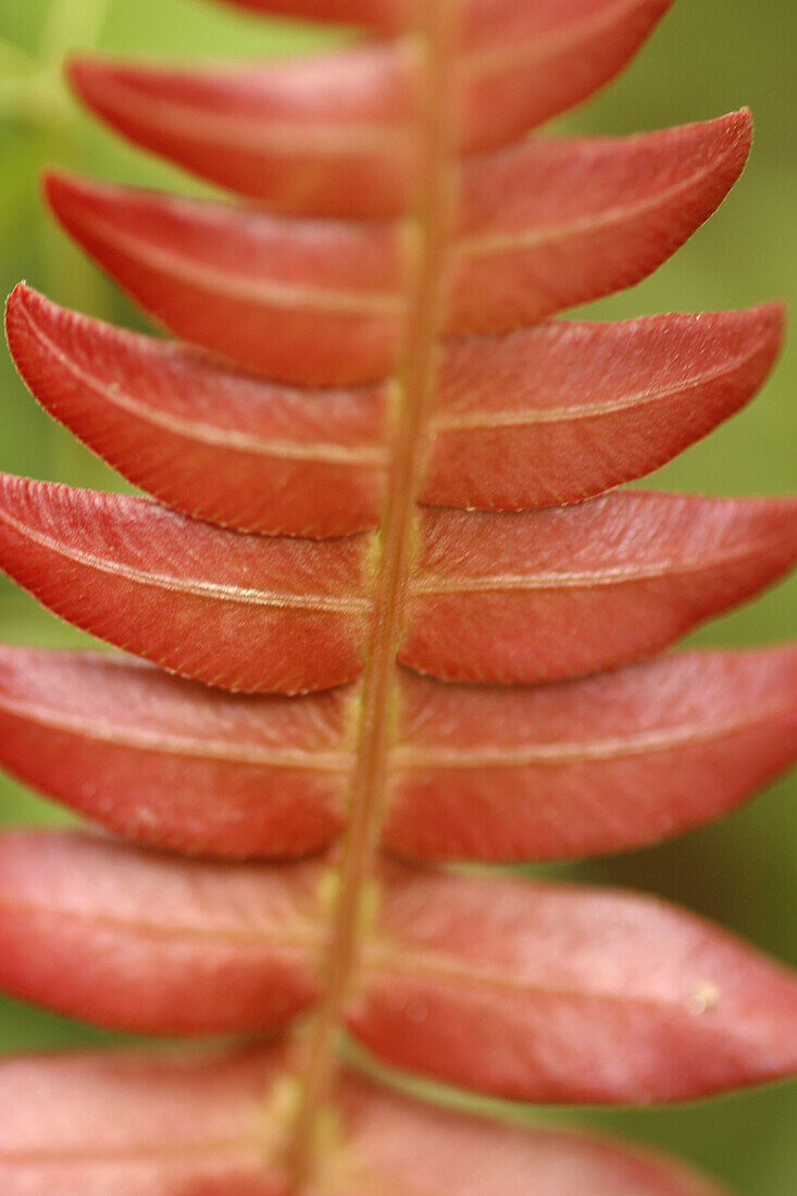 Close up of red fern