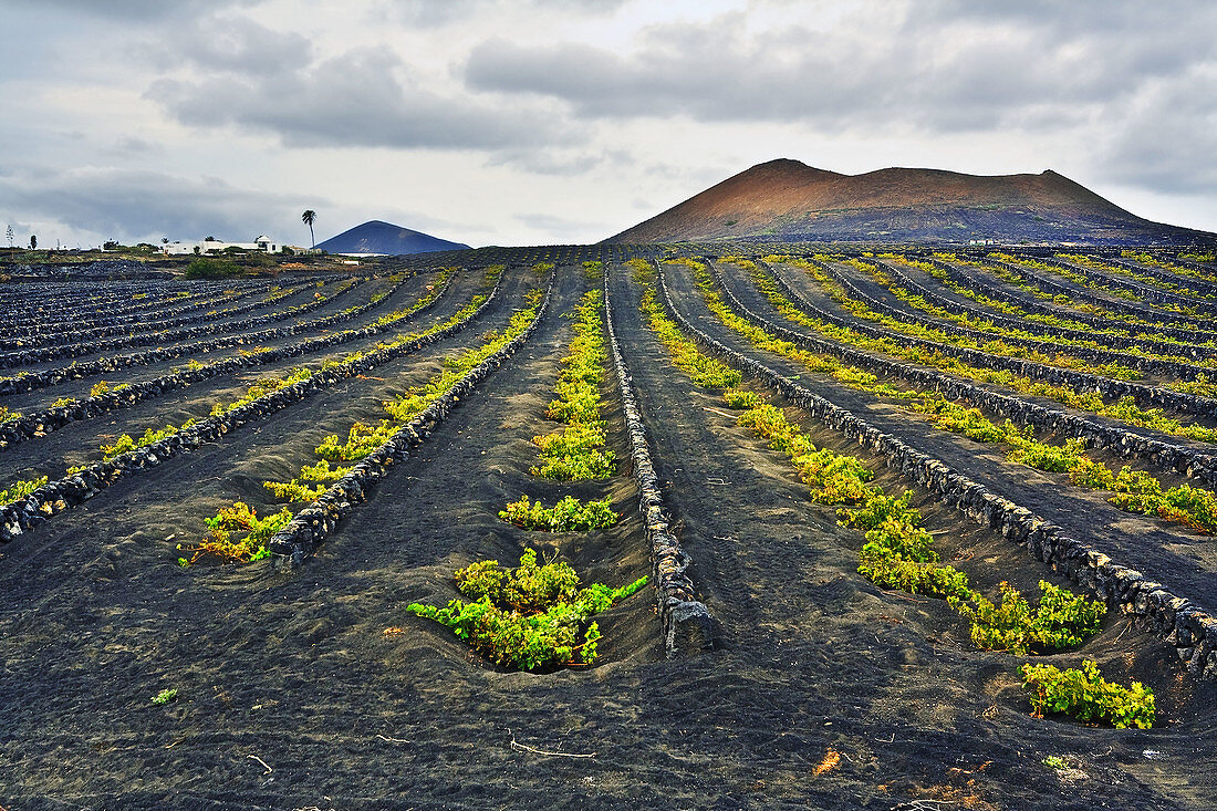 La Geria Lanzarote. Islas Canarias. España.