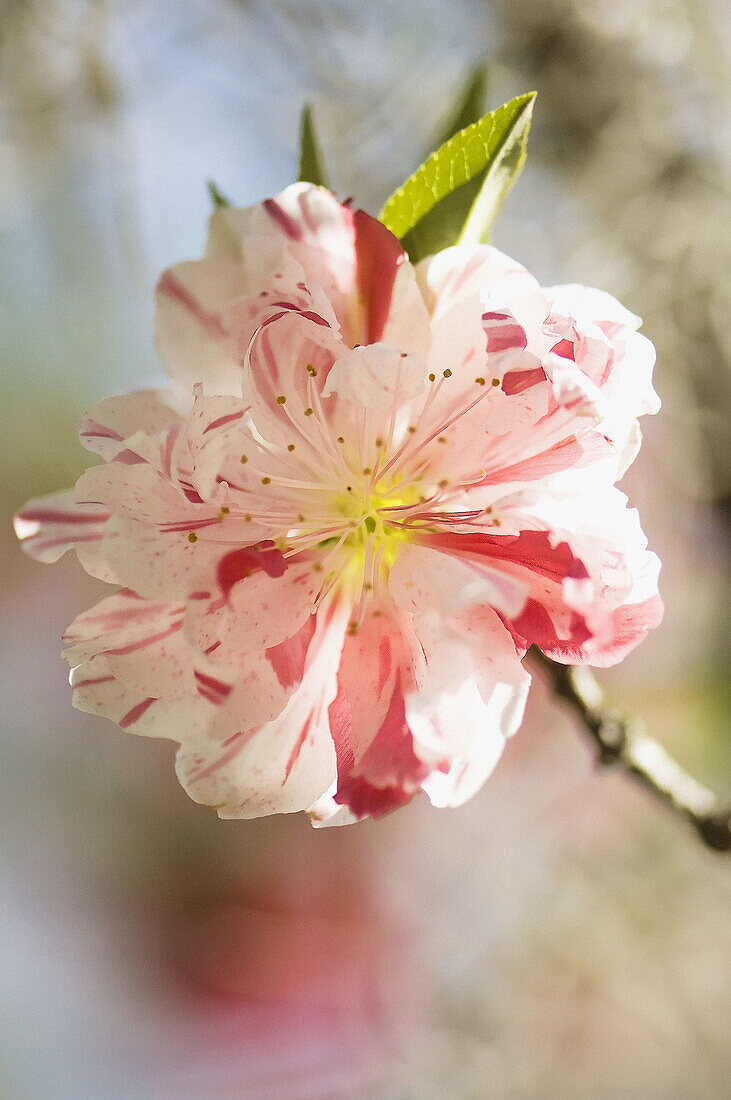 Peach Blossom. Prunus persica.