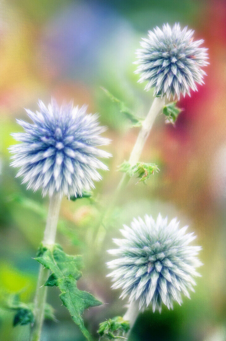 Globe Thistle. Echinops ritro.